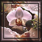 Beispiel Bildbearbeitung: Foto einer weien Orchidee, bearbeitet mit Fraktalen. 